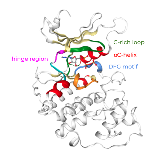 Kinase structure with key motifs