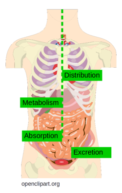 ADME processes in the human body